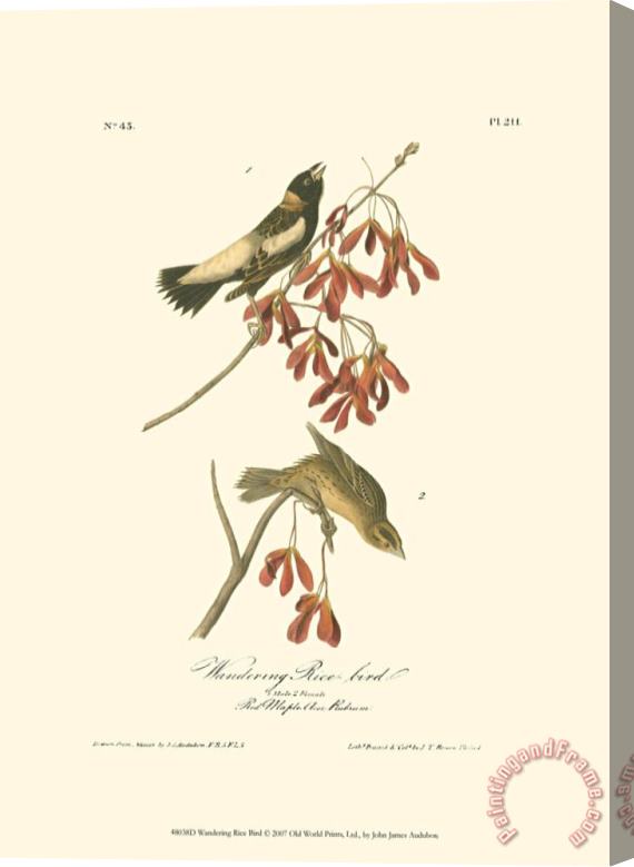 John James Audubon Wandering Rice Bird Stretched Canvas Painting / Canvas Art