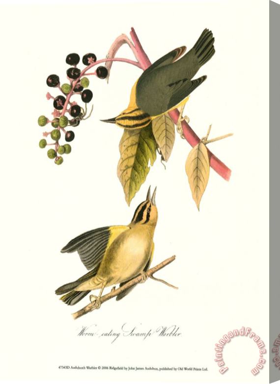 John James Audubon Warbler Stretched Canvas Print / Canvas Art