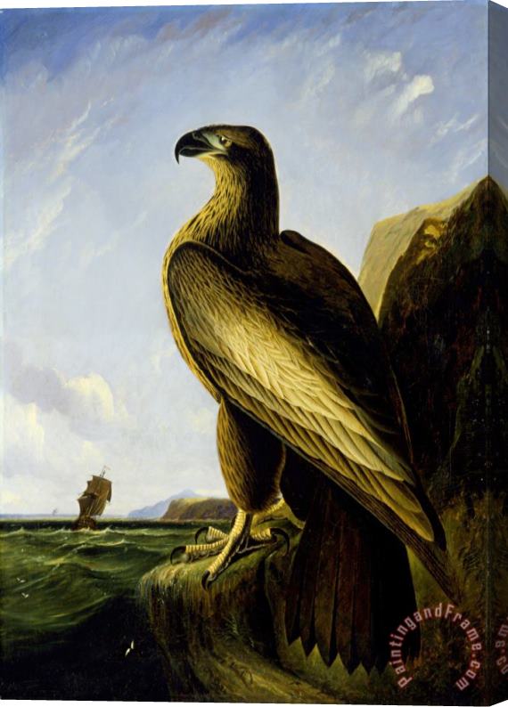 John James Audubon Washington Sea Eagle Stretched Canvas Print / Canvas Art