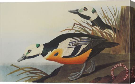 John James Audubon Western Duck Stretched Canvas Print / Canvas Art
