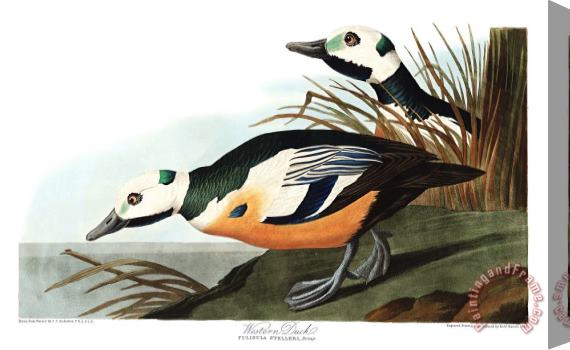 John James Audubon Western Duck Stretched Canvas Painting / Canvas Art