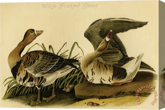 John James Audubon White Fronted Goose Stretched Canvas Painting / Canvas Art