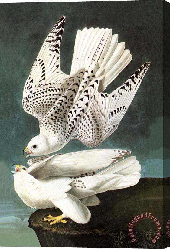 John James Audubon White Gyrfalcon Stretched Canvas Painting / Canvas Art