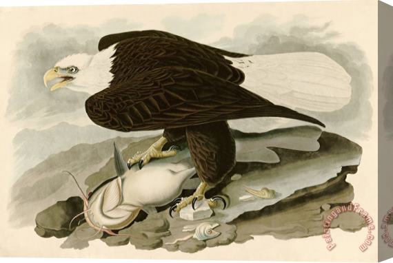 John James Audubon White Headed Eagle Stretched Canvas Print / Canvas Art