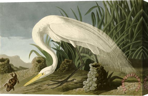 John James Audubon White Heron Stretched Canvas Print / Canvas Art