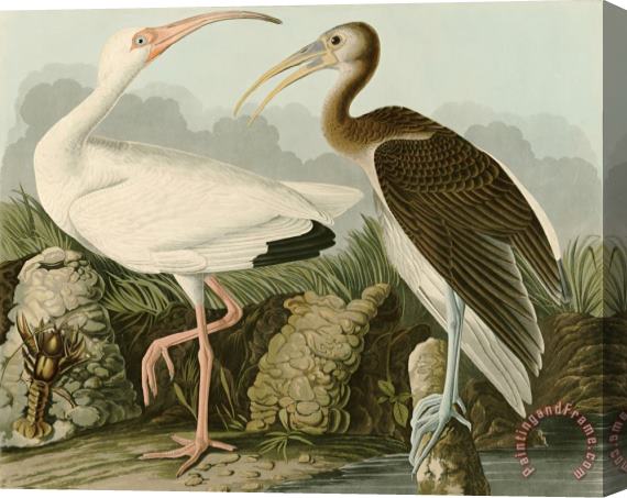 John James Audubon White Ibis Stretched Canvas Print / Canvas Art