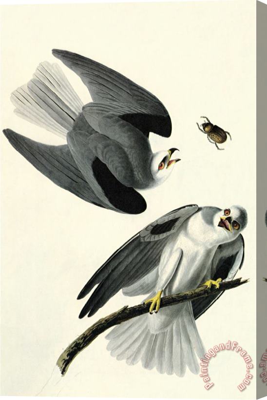 John James Audubon White Tailed Kite Stretched Canvas Print / Canvas Art