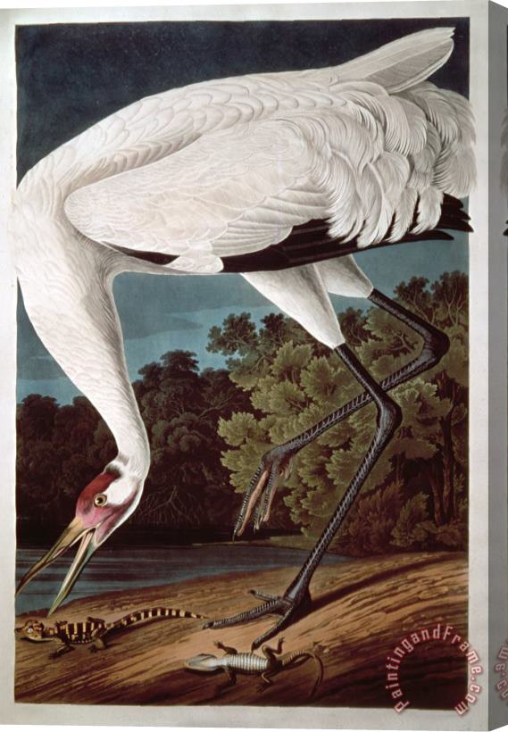 John James Audubon Whooping Crane From Birds of America Stretched Canvas Painting / Canvas Art