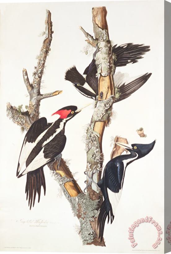 John James Audubon Woodpeckers Stretched Canvas Print / Canvas Art