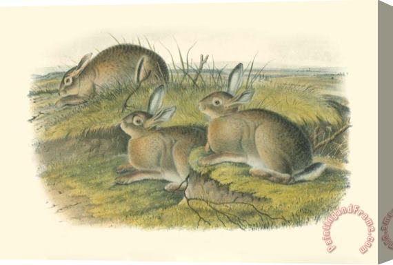 John James Audubon Wormwood Hare Stretched Canvas Painting / Canvas Art