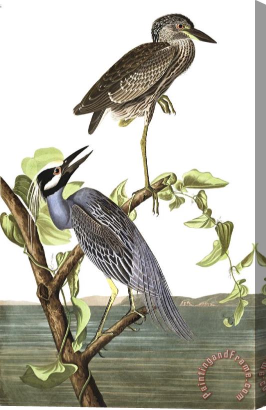 John James Audubon Yellow Crowned Heron Stretched Canvas Painting / Canvas Art