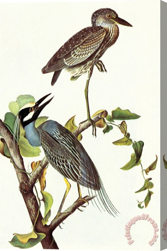 John James Audubon Yellow Crowned Night Heron And Little Blue Heron Stretched Canvas Print / Canvas Art