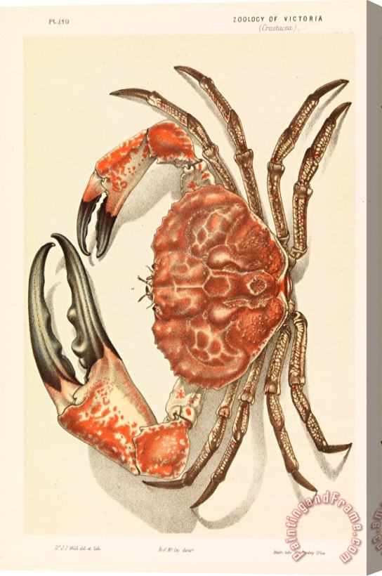 John James Wild Tasmanian Giant Crab, Pseudocarcinus Gigas Stretched Canvas Painting / Canvas Art