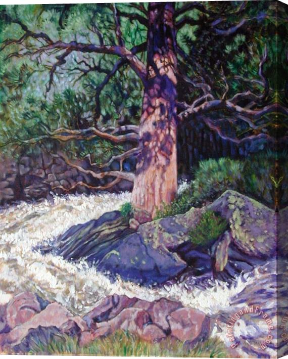 John Lautermilch Old Pine In Rushing Stream Stretched Canvas Print / Canvas Art