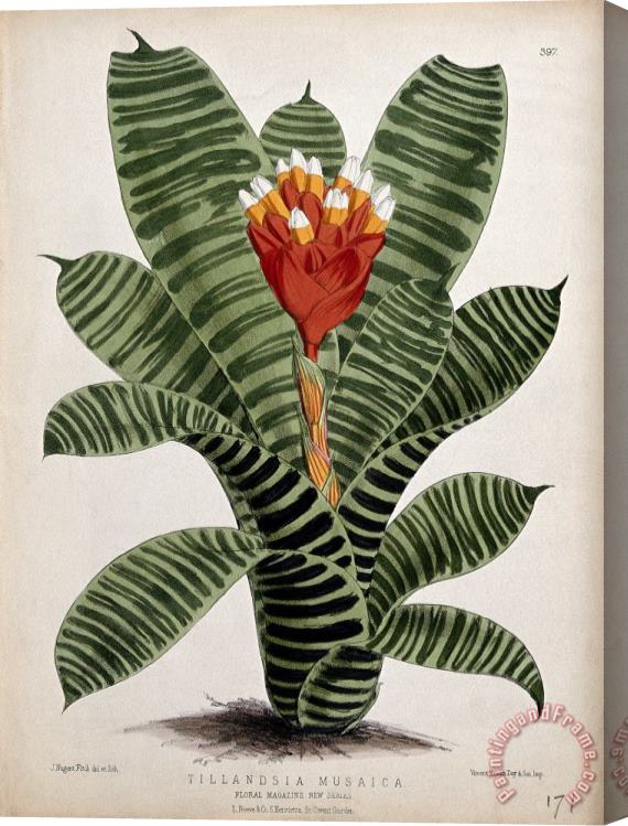 John Nugent Fitch A Plant (tillandsia Musaica): Flowering Stem Stretched Canvas Print / Canvas Art