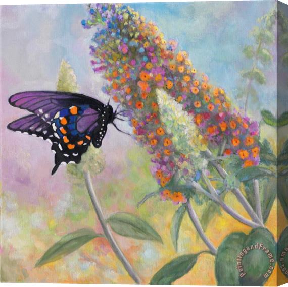 John Zaccheo Admiral Butterfly Stretched Canvas Painting / Canvas Art