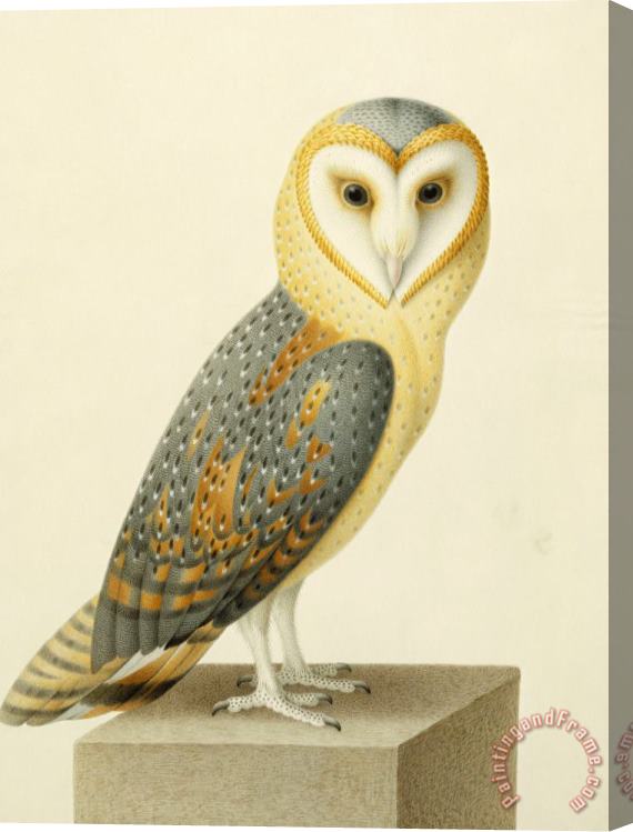 Joseph Nicolas Robert-Fleury A Barn Owl (tyto Alba) Stretched Canvas Print / Canvas Art