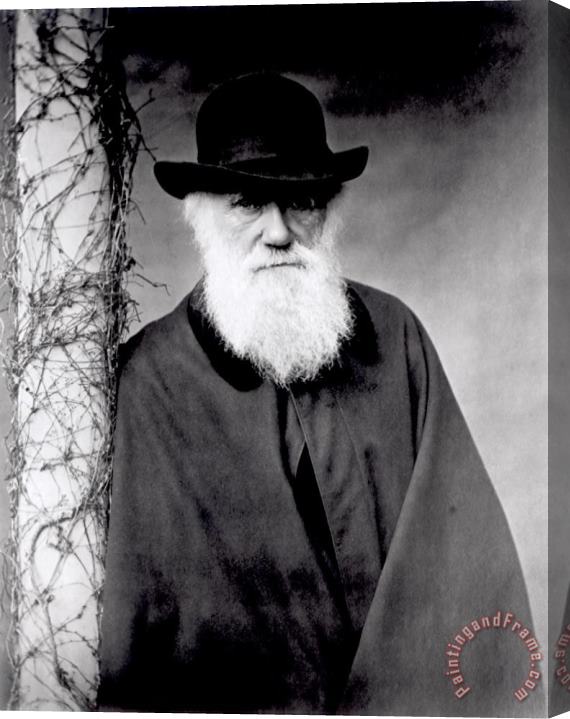 Julia Margaret Cameron Portrait of Charles Darwin Stretched Canvas Painting / Canvas Art