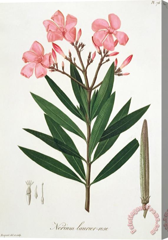 L F J Hoquart Oleander From 'phytographie Medicale' By Joseph Roques Stretched Canvas Painting / Canvas Art