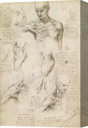 Drawing Canvas Prints - Anatomical Drawing Of Shoulder And Neck by Leonardo da Vinci