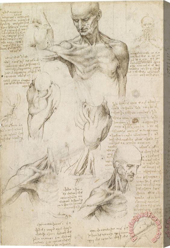 Leonardo da Vinci Anatomical Drawing Of Shoulder And Neck Stretched Canvas Print / Canvas Art