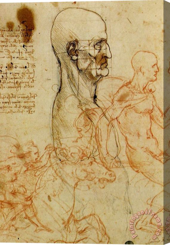 Leonardo da Vinci Anatomical Study Of A Man's Head Stretched Canvas Print / Canvas Art