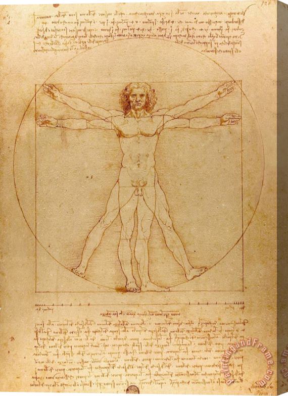 Leonardo da Vinci The Vitruvian Man Stretched Canvas Painting / Canvas Art