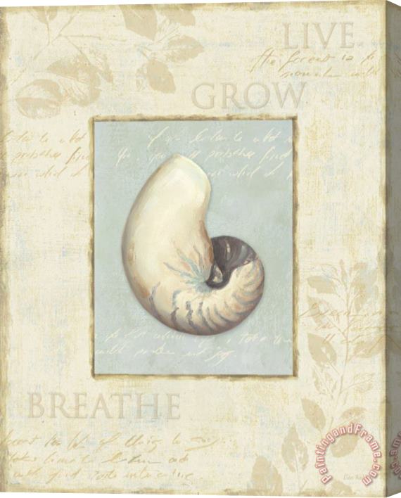 Lisa Audit Soothing Words Shells II Stretched Canvas Print / Canvas Art