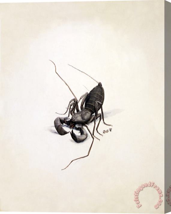 Louis Agassiz Fuertes Whip Scorpion Stretched Canvas Painting / Canvas Art