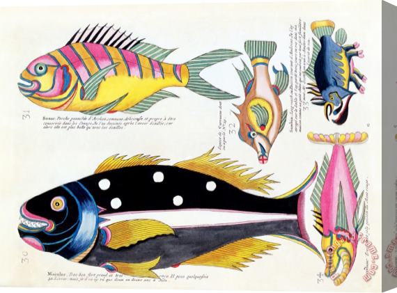 Louis Renard Fish Stretched Canvas Print / Canvas Art