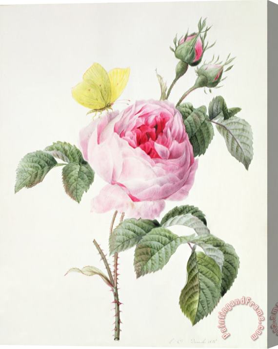 Louise DOrleans Pink rose with buds and a brimstone butterfly Stretched Canvas Print / Canvas Art
