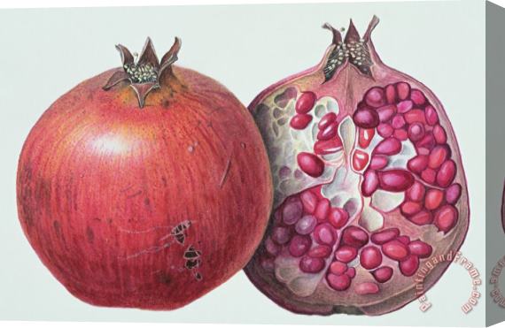 Margaret Ann Eden Pomegranate Stretched Canvas Print / Canvas Art
