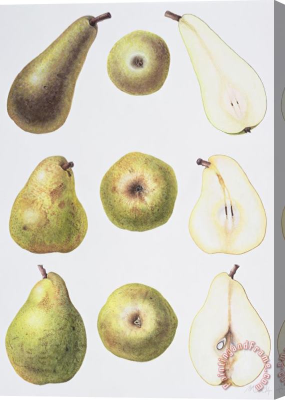 Margaret Ann Eden Six Pears Stretched Canvas Print / Canvas Art