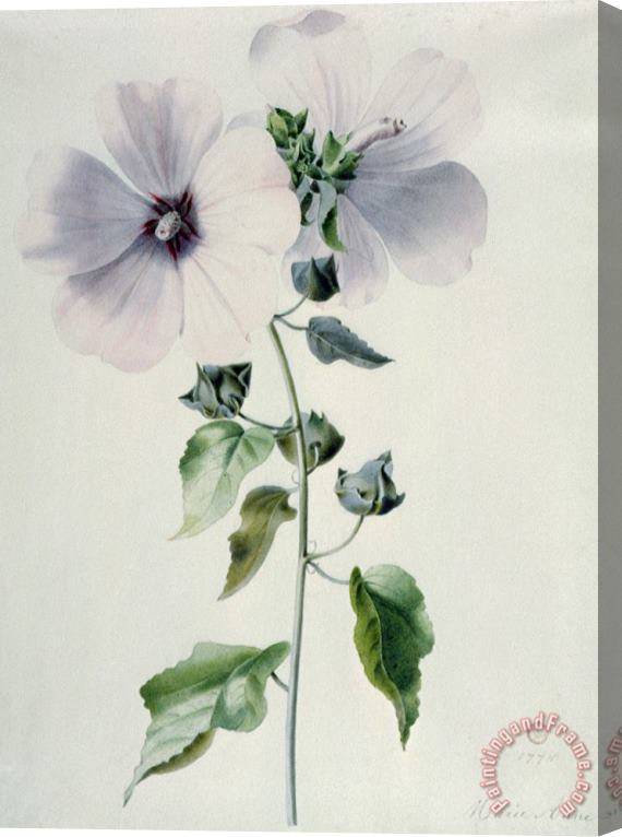 Marie-Anne Musk Mallow Stretched Canvas Painting / Canvas Art