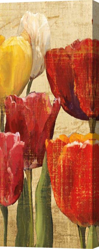 Marilyn Hageman Tulip Fantasy on Cream III Stretched Canvas Print / Canvas Art