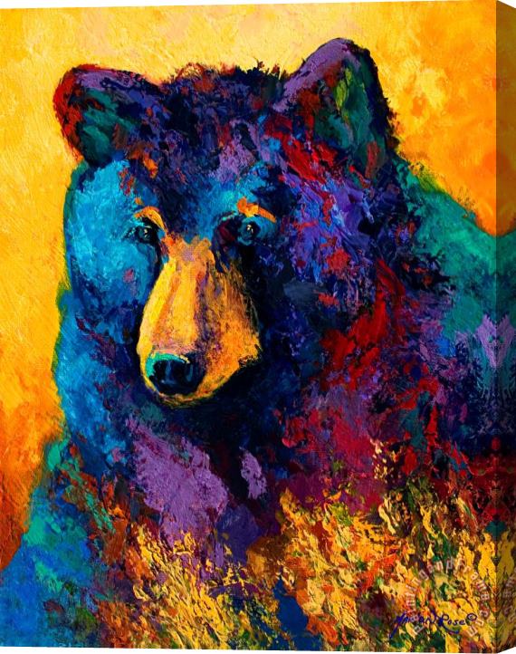 Marion Rose Bear Pause - Black Bear Stretched Canvas Print / Canvas Art