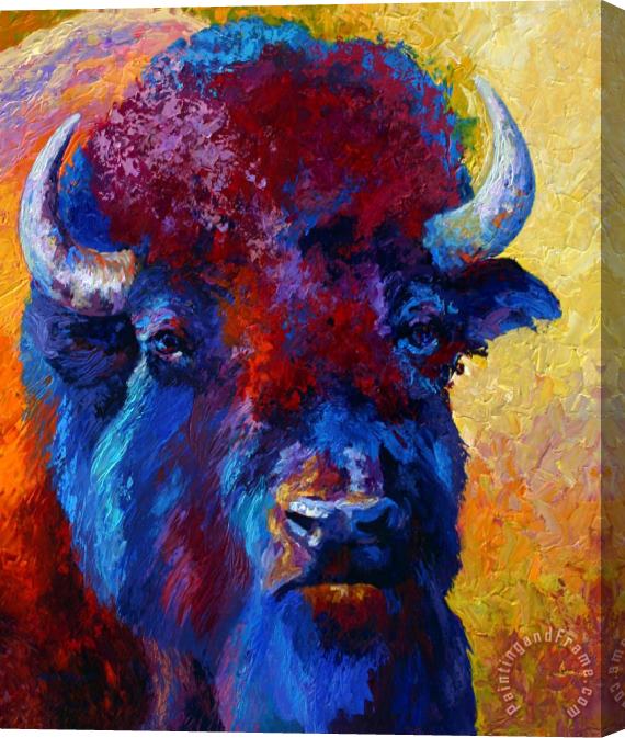 Marion Rose Bison Boss Stretched Canvas Print / Canvas Art