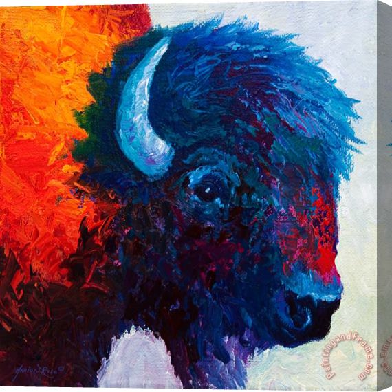 Marion Rose Bison Head Color Study I Stretched Canvas Painting / Canvas Art