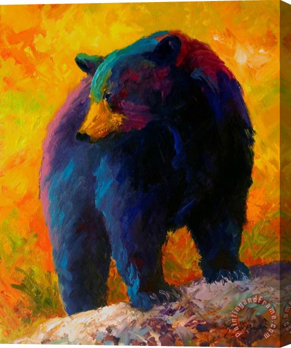 Marion Rose Checking The Smorg - Black Bear Stretched Canvas Print / Canvas Art