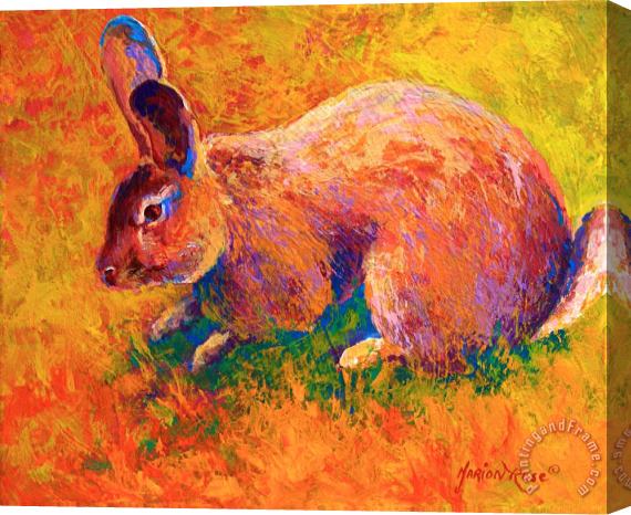Marion Rose Cottontail I Stretched Canvas Print / Canvas Art