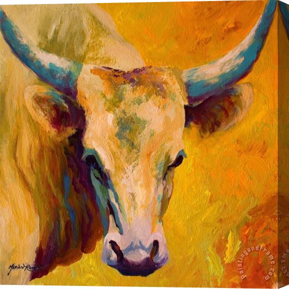 Marion Rose Creamy Texan - Longhorn Stretched Canvas Print / Canvas Art