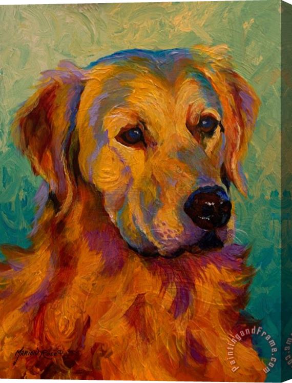 Marion Rose Golden Retriever Stretched Canvas Painting / Canvas Art