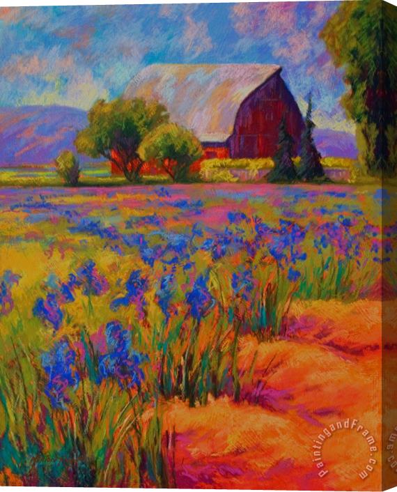 Marion Rose Iris Field Stretched Canvas Print / Canvas Art