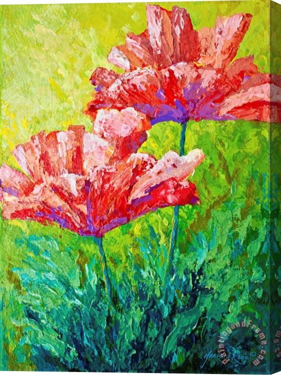 Marion Rose Two Red Poppies Stretched Canvas Print / Canvas Art
