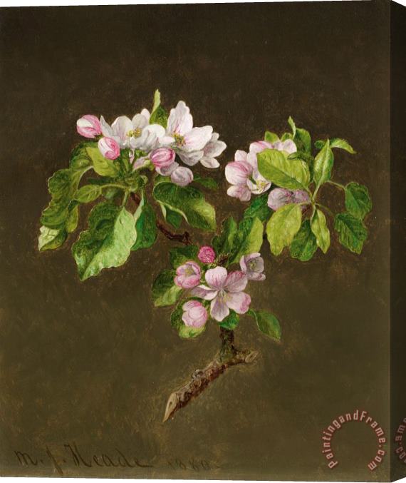 Martin Johnson Heade A Branch of Apple Blossoms, 1880 Stretched Canvas Painting / Canvas Art