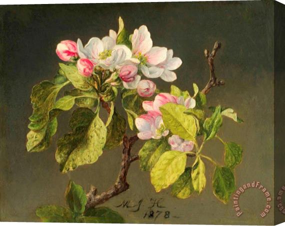 Martin Johnson Heade A Branch of Apple Blossoms And Buds Stretched Canvas Print / Canvas Art