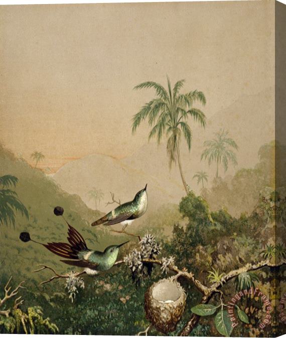 Martin Johnson Heade Brazilian Hummingbirds II Stretched Canvas Painting / Canvas Art