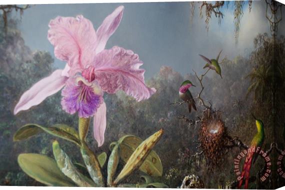 Martin Johnson Heade Cattleya Orchid And Three Hummingbirds Stretched Canvas Print / Canvas Art