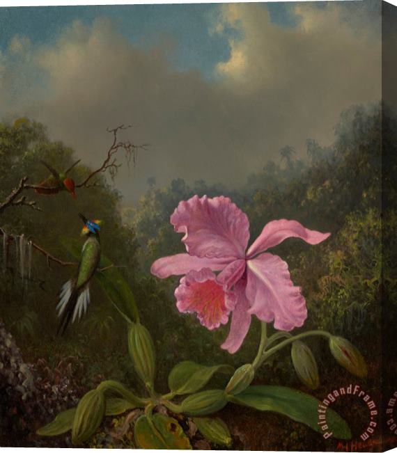 Martin Johnson Heade Fighting Hummingbirds with Pink Orchid Stretched Canvas Painting / Canvas Art