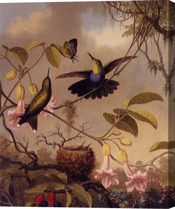 Martin Johnson Heade Fort Tailed Woodnymph Stretched Canvas Print / Canvas Art